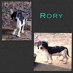 Thumbnail photo of Rory - pending #2