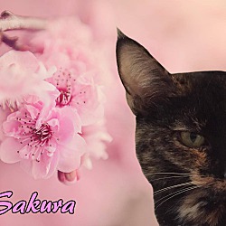 Thumbnail photo of Sakura #1