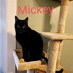 Thumbnail photo of Mickey #3