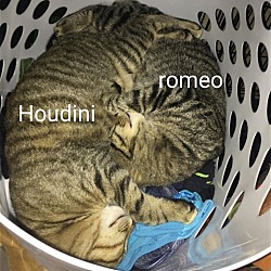 Thumbnail photo of Romeo & Houdini #1