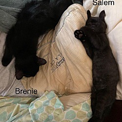 Thumbnail photo of Salem and Brenie #4
