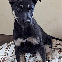 Thumbnail photo of Hugh~adopted! #4