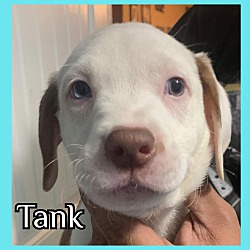 Photo of Tank