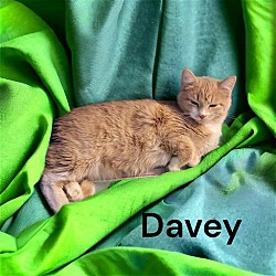 Thumbnail photo of Davy #3
