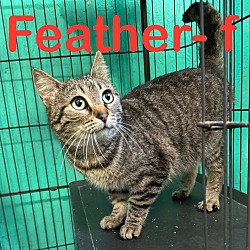 Photo of Feather 24
