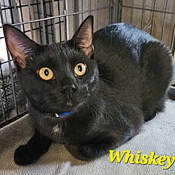 Thumbnail photo of Whiskey #2