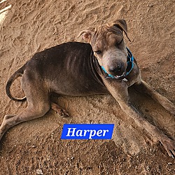 Thumbnail photo of Harper #4