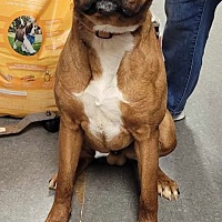 adopt a pet