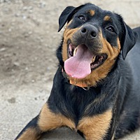 adopt a pet
