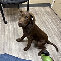 adopt a pet