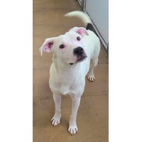 adopt-pet