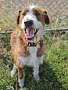 MAVERICK~ADOPTED! - Goldendoodle / Labrador Retriever available for adoption