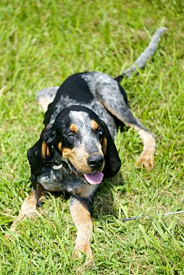 Chattanooga, TN - Bluetick Coonhound. Meet Conway a Pet for Adoption