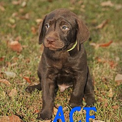 Thumbnail photo of Ace #3