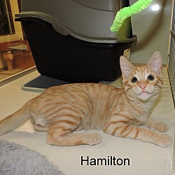 Thumbnail photo of Hamilton #2