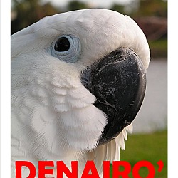 Thumbnail photo of Denario the Umbrella Cockatoo #1