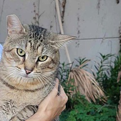 Photo of ADOPTED-Foxy-Awesome Tabby Cat