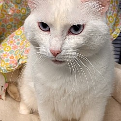 Photo of Bunny