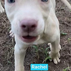 Thumbnail photo of Rachel #1