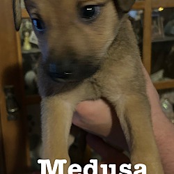 Thumbnail photo of MEDUSA #1