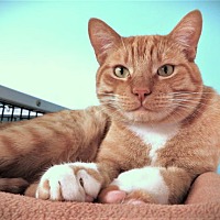 adopt a pet