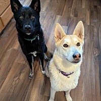 adopt a pet