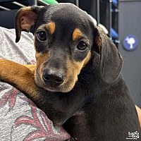 adopt a pet
