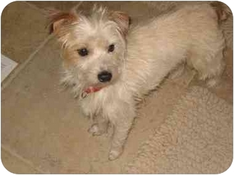 jack russell terrier west highland white terrier