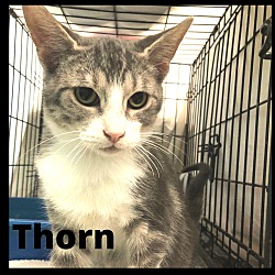 Photo of Thorn