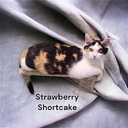 Thumbnail photo of Strawberry Shortcake #3