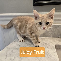 Thumbnail photo of Juicy Fruit #1