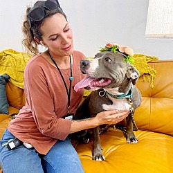 Thumbnail photo of Pebbles Perfect Petite Pittie #1