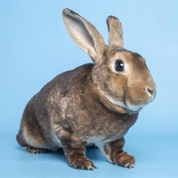 adopt-pet
