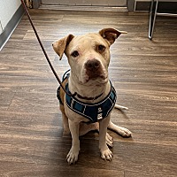 adopt a pet
