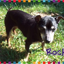 Thumbnail photo of Rocky #4