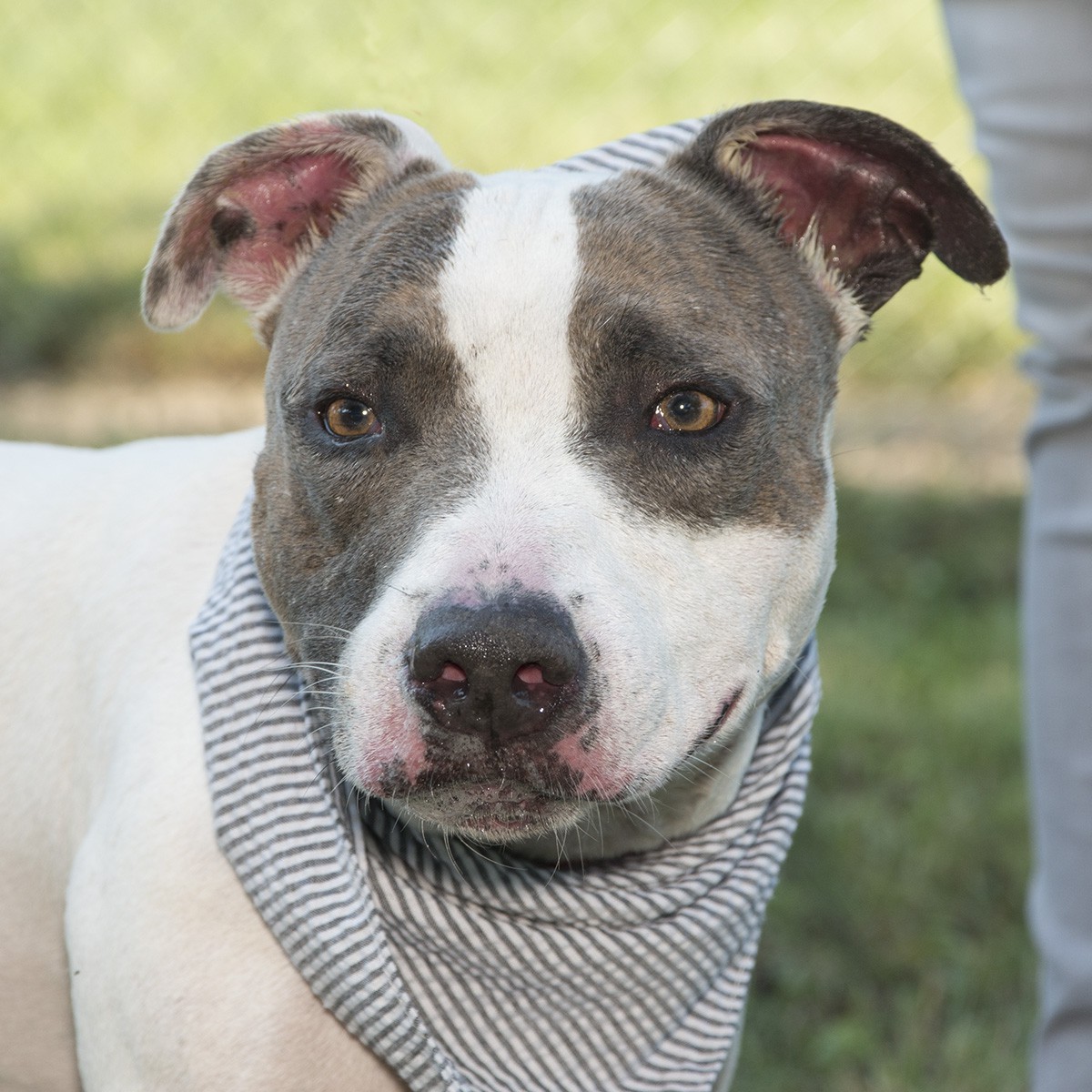 Adopt Roger a White with Gray or Silver Pit Bull Terrier