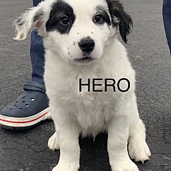 Photo of Hero