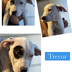 Thumbnail photo of TREVOR #2