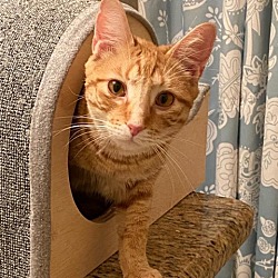Photo of Monkee