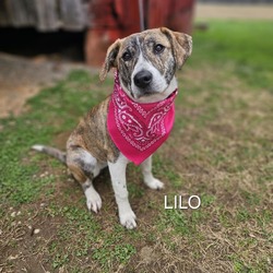 Photo of Lilo