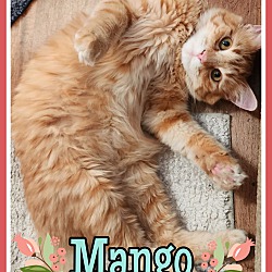 Photo of Mango