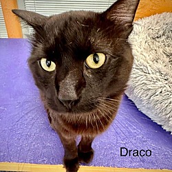 Thumbnail photo of Draco #2