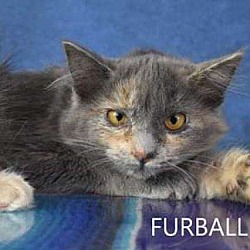 Thumbnail photo of Furball #2