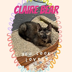 Thumbnail photo of Claire Bear #2