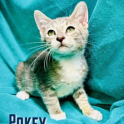 Thumbnail photo of Pokey #1