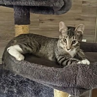 adopt-pet