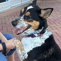 adopt-pet