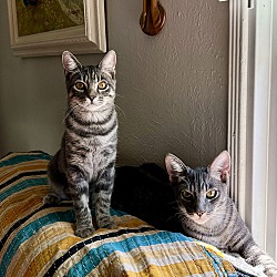 bonded pet photo