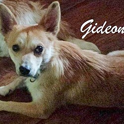 Thumbnail photo of Gideon in CT #2
