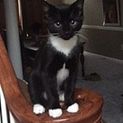 Thumbnail photo of Tux #2